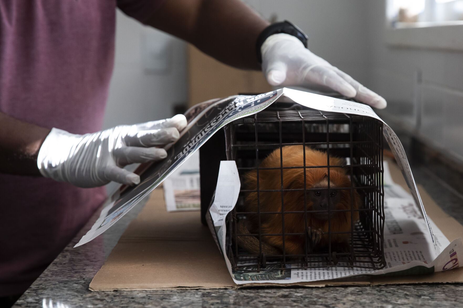 Brazil Golden Monkey Vaccination